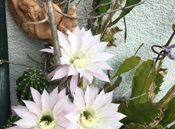 بيت ضيافة Simmer اوبرترون