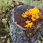 Simmer Guest house 3*